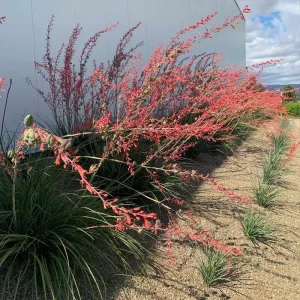 Red Yucca Live Plant – 4 Inch Pot – Hardy Ornamental Desert Plant – Outdoor - Image 3