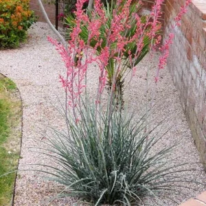 Red Yucca Live Plant – 4 Inch Pot – Hardy Ornamental Desert Plant – Outdoor - Image 4