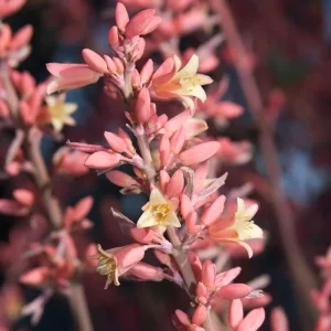 Red Yucca Live Plant – 4 Inch Pot – Hardy Ornamental Desert Plant – Outdoor - Image 5