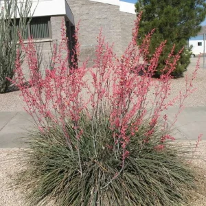 Red Yucca Live Plant – 4 Inch Pot – Hardy Ornamental Desert Plant – Outdoor - Image 6