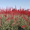 Red Yucca Live Plant – 4 Inch Pot – Hardy Ornamental Desert Plant – Outdoor - Image 1