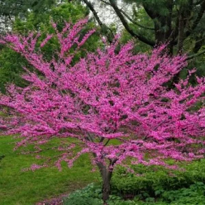 RedBud Tree Seedling Bare Roots - 5 Pack, 1-2ft Tall Native Tree - Image 2