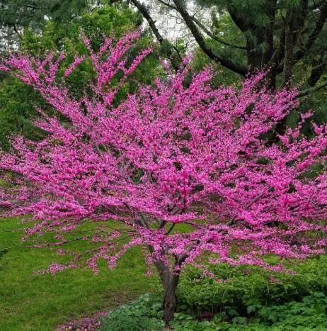 RedBud Tree Seedling Bare Roots - 5 Pack, 1-2ft Tall Native Tree - Image 2