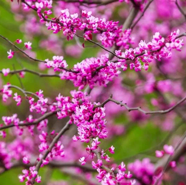 RedBud Tree Seedling Bare Roots - 5 Pack, 1-2ft Tall Native Tree - Image 3