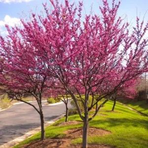 RedBud Tree Seedling Bare Roots - 5 Pack, 1-2ft Tall Native Tree - Image 4
