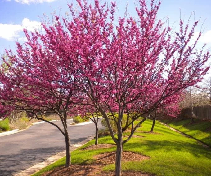 RedBud Tree Seedling Bare Roots - 5 Pack, 1-2ft Tall Native Tree - Image 4