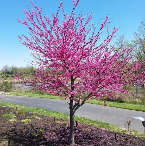 RedBud Tree Seedling Bare Roots - 5 Pack, 1-2ft Tall Native Tree - Image 6