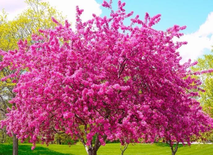 RedBud Tree Seedling Bare Roots - 5 Pack, 1-2ft Tall Native Tree - Image 1