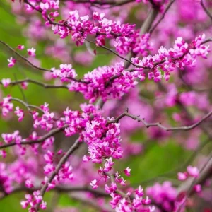 Redbud Tree Seedlings Live Plant - 5 Bare Roots, 1-2ft Tall, Native - Image 3