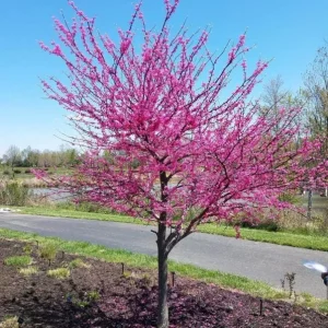 Redbud Tree Seedlings Live Plant - 5 Bare Roots, 1-2ft Tall, Native - Image 6