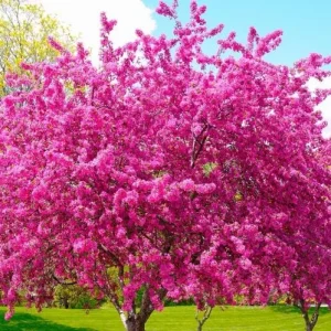 Redbud Tree Seedlings Live Plant - 5 Bare Roots, 1-2ft Tall, Native - Image 1