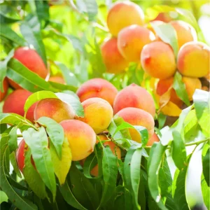 Reliance Peach Tree Root – Grafted Starter Plant – 6-12 Inch Tall – Outdoor Fruit Tree - Image 1