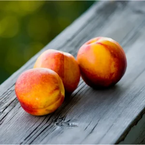 Reliance Peach Tree Root – Grafted Starter Plant – 6-12 Inch Tall – Outdoor Fruit Tree - Image 4