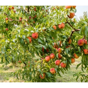 Reliance Peach Tree Root – Grafted Starter Plant – 6-12 Inch Tall – Outdoor Fruit Tree - Image 7