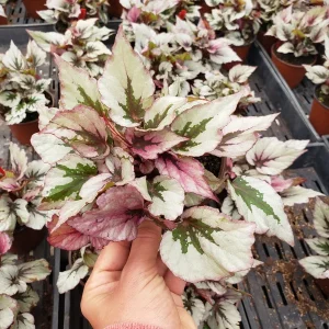 Rex Begonia 'Indian Summer' Live Plant - Silver Variegated Indoor Houseplant in 5 Inch Pot - Image 2