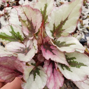 Rex Begonia 'Indian Summer' Live Plant - Silver Variegated Indoor Houseplant in 5 Inch Pot - Image 3