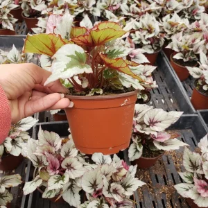 Rex Begonia 'Indian Summer' Live Plant - Silver Variegated Indoor Houseplant in 5 Inch Pot - Image 4
