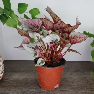 Rex Begonia 'Indian Summer' Live Plant - Silver Variegated Indoor Houseplant in 5 Inch Pot - Image 5