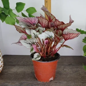 Rex Begonia 'Indian Summer' Live Plant - Silver Variegated Indoor Houseplant in 5 Inch Pot - Image 6