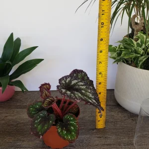 Rex Begonia Live Plant Harmony's Starry Night 4 Inch Pot Indoor Houseplant - Image 2