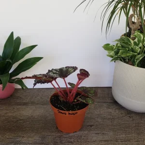 Rex Begonia Live Plant Harmony's Starry Night 4 Inch Pot Indoor Houseplant - Image 3