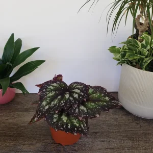 Rex Begonia Live Plant Harmony's Starry Night 4 Inch Pot Indoor Houseplant - Image 4