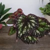 Rex Begonia Live Plant Harmony's Starry Night 4 Inch Pot Indoor Houseplant - Image 1