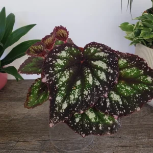 Rex Begonia Live Plant Harmony's Starry Night 4 Inch Pot Indoor Houseplant - Image 1