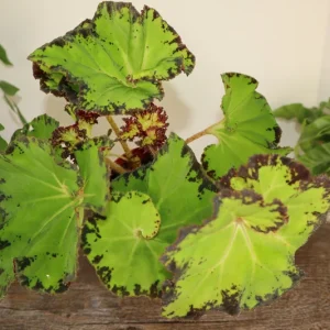Rex Begonia Live Plant 'Jive' - Neon Green Foliage - 5 Inch Pot Indoor - Image 2