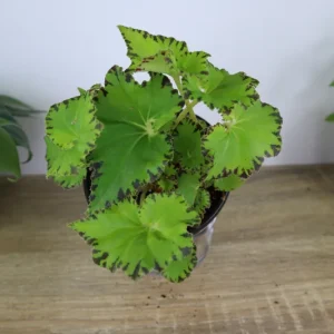 Rex Begonia Live Plant 'Jive' - Neon Green Foliage - 5 Inch Pot Indoor - Image 3