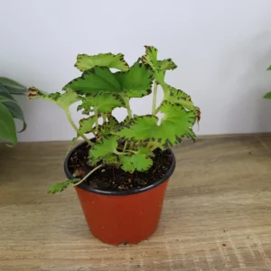 Rex Begonia Live Plant 'Jive' - Neon Green Foliage - 5 Inch Pot Indoor - Image 4