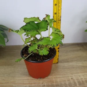Rex Begonia Live Plant 'Jive' - Neon Green Foliage - 5 Inch Pot Indoor - Image 5