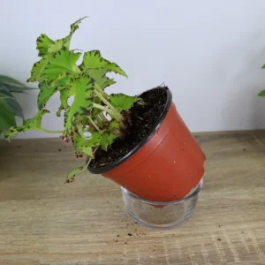 Rex Begonia Live Plant 'Jive' - Neon Green Foliage - 5 Inch Pot Indoor - Image 6