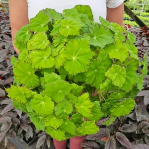 Rex Begonia Live Plant 'Jive' - Neon Green Foliage - 5 Inch Pot Indoor - Image 7