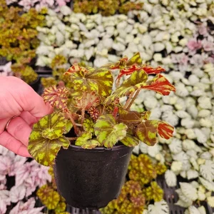 Rex Begonia Live Plant - Neon Green Variegated Foliage, 5 Inch Pot, Indoor - Image 2