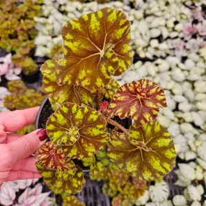 Rex Begonia Live Plant - Neon Green Variegated Foliage, 5 Inch Pot, Indoor - Image 3