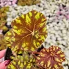 Rex Begonia Live Plant - Neon Green Variegated Foliage, 5 Inch Pot, Indoor - Image 1