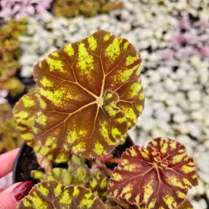 Rex Begonia Live Plant - Neon Green Variegated Foliage, 5 Inch Pot, Indoor - Image 1