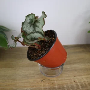 Rex Begonia Princess of Hanover Live Plant – 5 Inch Pot – Indoor Houseplant - Image 2