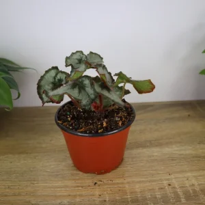 Rex Begonia Princess of Hanover Live Plant – 5 Inch Pot – Indoor Houseplant - Image 3