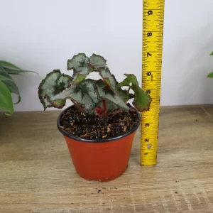 Rex Begonia Princess of Hanover Live Plant – 5 Inch Pot – Indoor Houseplant - Image 4