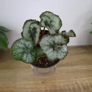 Rex Begonia Princess of Hanover Live Plant – 5 Inch Pot – Indoor Houseplant - Image 1