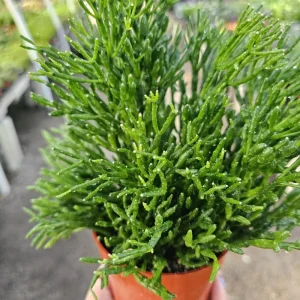 Rhipsalis Baccifera Upright Live Plant - 4 inch Pot - Mistletoe Cactus Easy Indoor Houseplant - Image 2