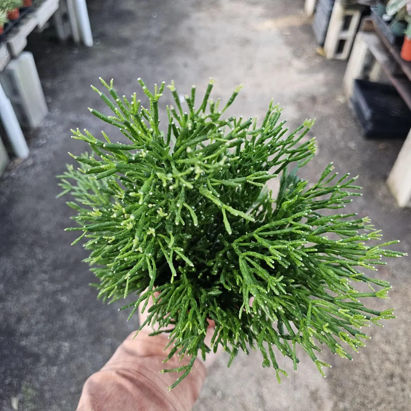 Rhipsalis Baccifera Upright Live Plant - 4 inch Pot - Mistletoe Cactus Easy Indoor Houseplant - Image 3