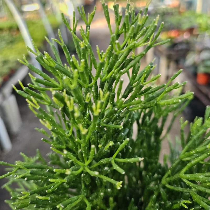 Rhipsalis Baccifera Upright Live Plant - 4 inch Pot - Mistletoe Cactus Easy Indoor Houseplant - Image 4