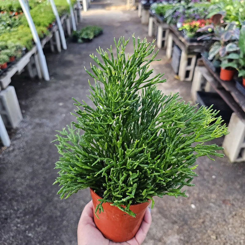 Rhipsalis Baccifera Upright Live Plant - 4 inch Pot - Mistletoe Cactus Easy Indoor Houseplant - Image 5