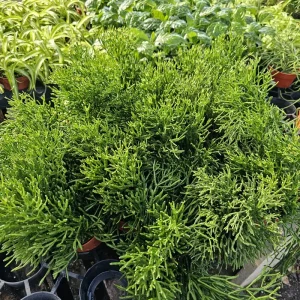 Rhipsalis Baccifera Upright Live Plant - 4 inch Pot - Mistletoe Cactus Easy Indoor Houseplant - Image 6