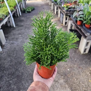 Rhipsalis Baccifera Upright Live Plant - 4 inch Pot - Mistletoe Cactus Easy Indoor Houseplant - Image 1