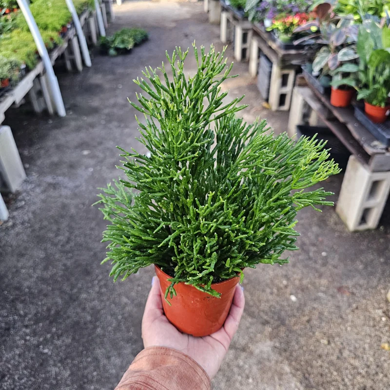 Rhipsalis Baccifera Upright Live Plant - 4 inch Pot - Mistletoe Cactus Easy Indoor Houseplant - Image 1