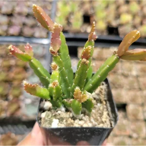 Rhipsalis Cereoides Cactus Succulent Live Plant 2 Inch Pot Indoor Outdoor - Image 2